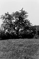 1977: der Kirschbaum im Nordwesten